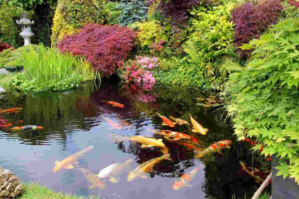 pond installation