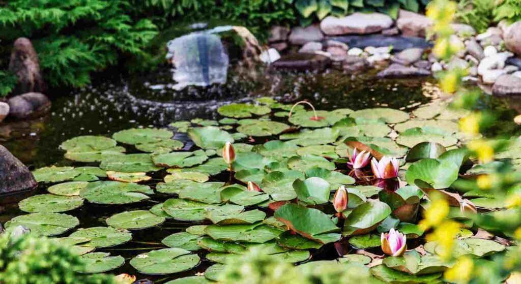 pond installation