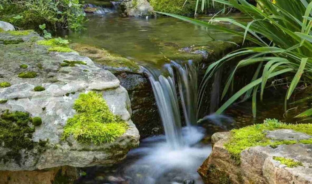 pond cleaning service