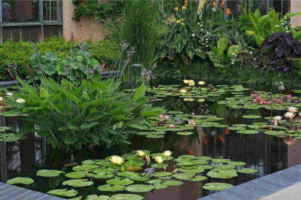 pond installation