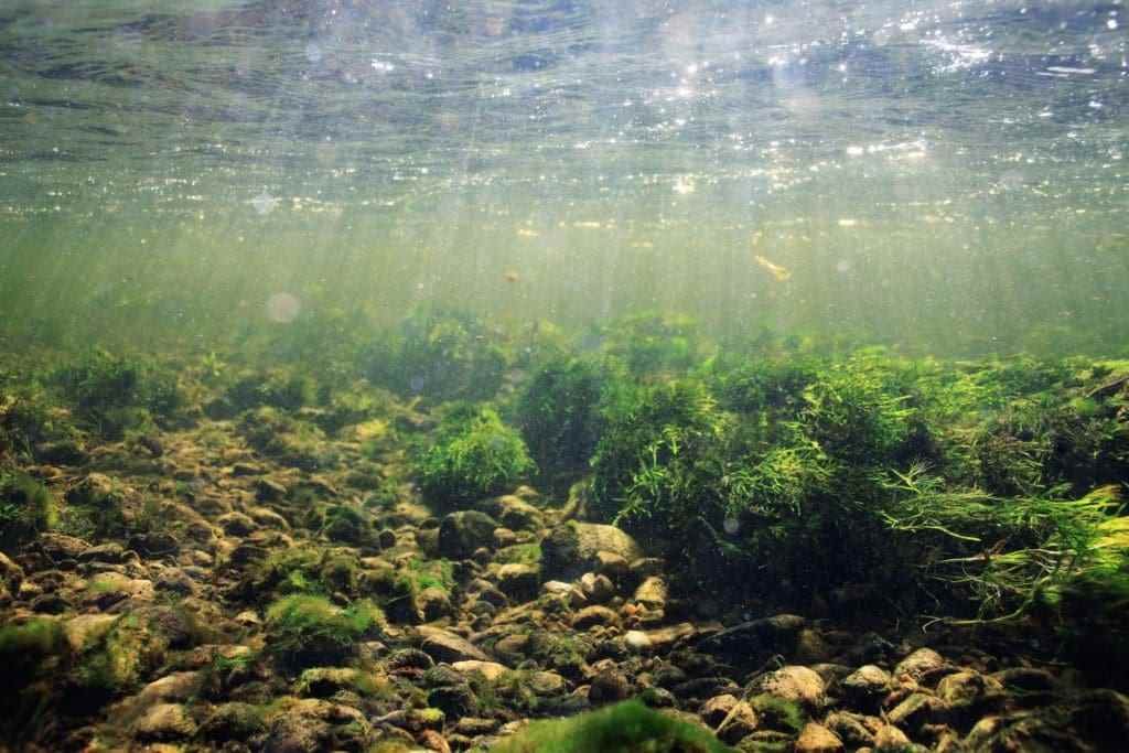 pond cleaning service