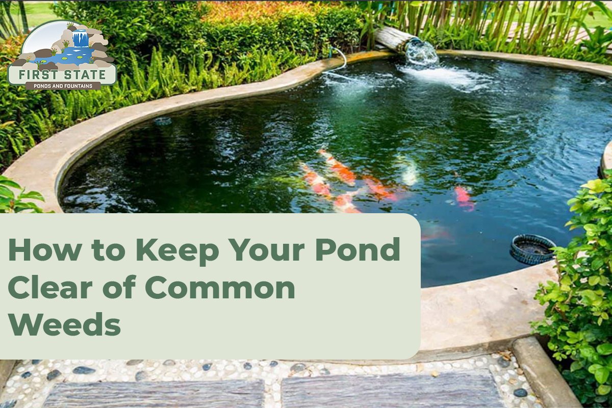 How to Keep Your Pond Clear of Common Weeds