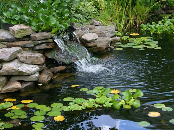 pond clean
